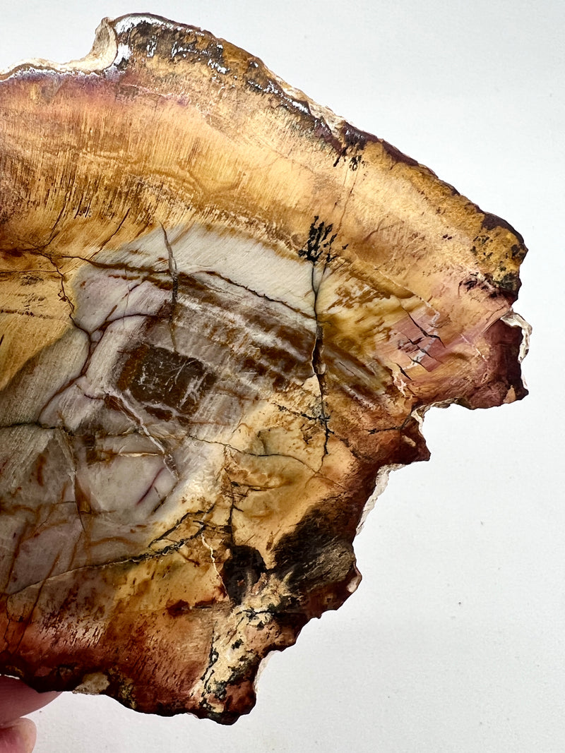 Petrified Wood Slab - The Spirit Stone