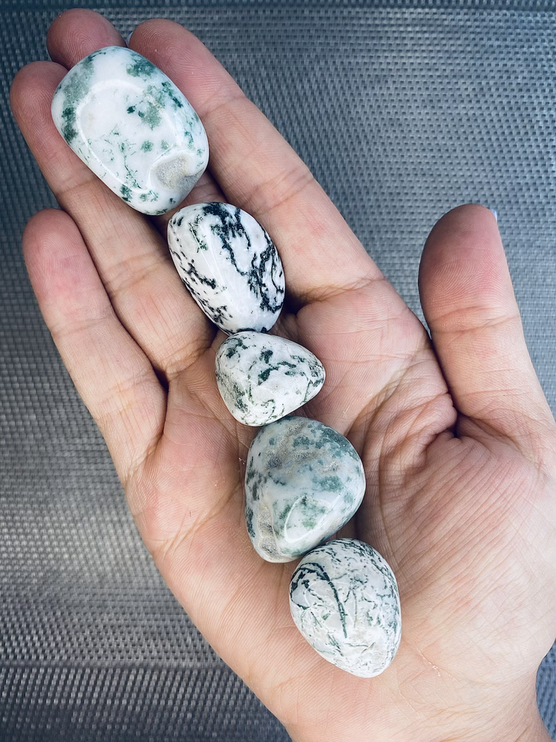 Tree Agate Tumbled Stone - The Clarity Stone